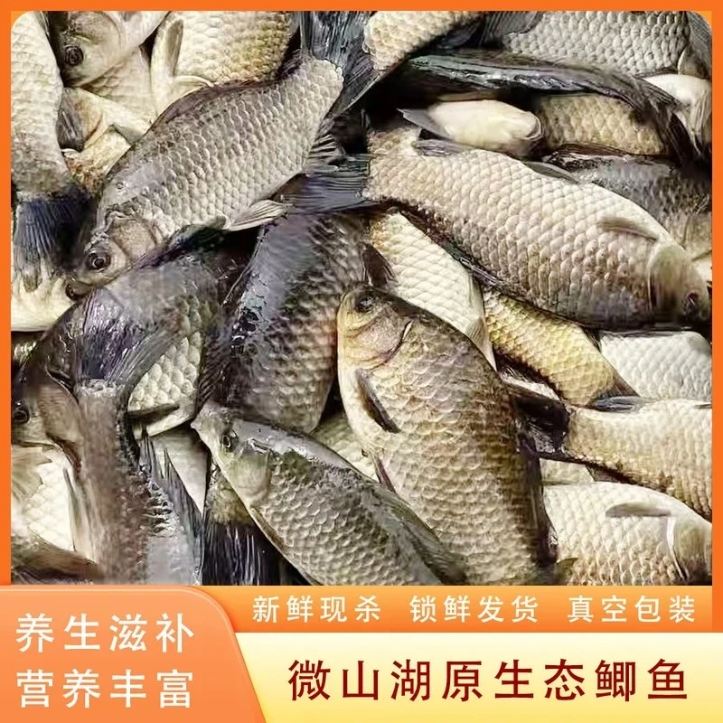 微山湖野生新鲜大鲫鱼净膛淡水鱼鲫鱼新鲜活鱼现杀老人孕产妇炖汤