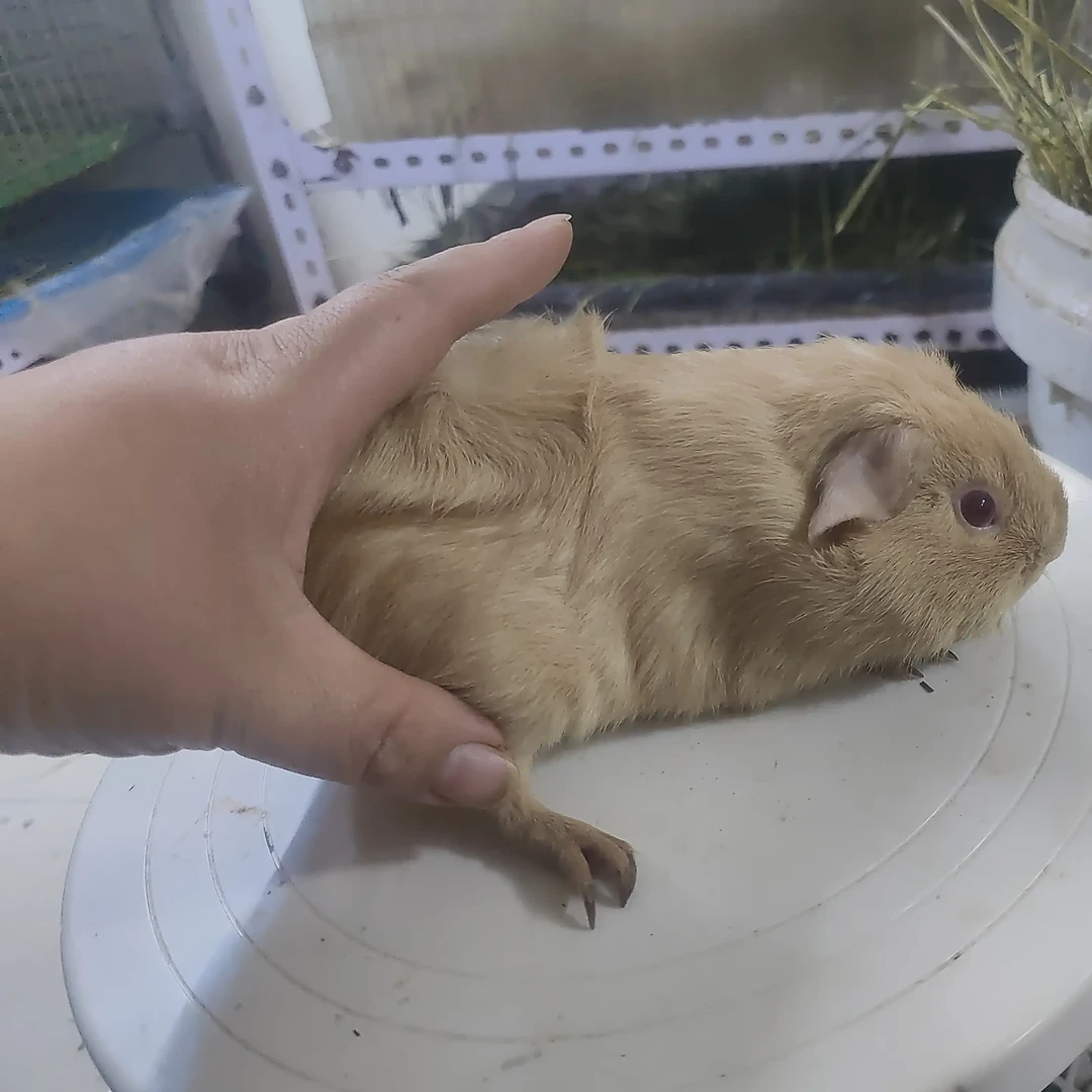 奶黄英短妹妹宠物