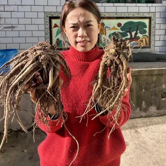 甘肃岷县大条当归产地直发无熏硫可煲汤泡酒泡水炖肉滋补食材