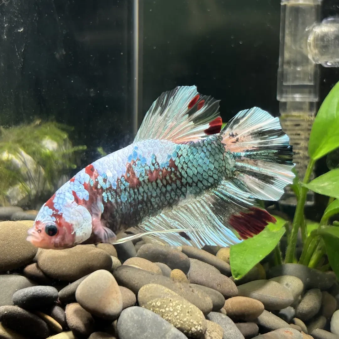 E5（97-120）精品泰国斗鱼小型热带观赏鱼耐活（直播间选鱼）