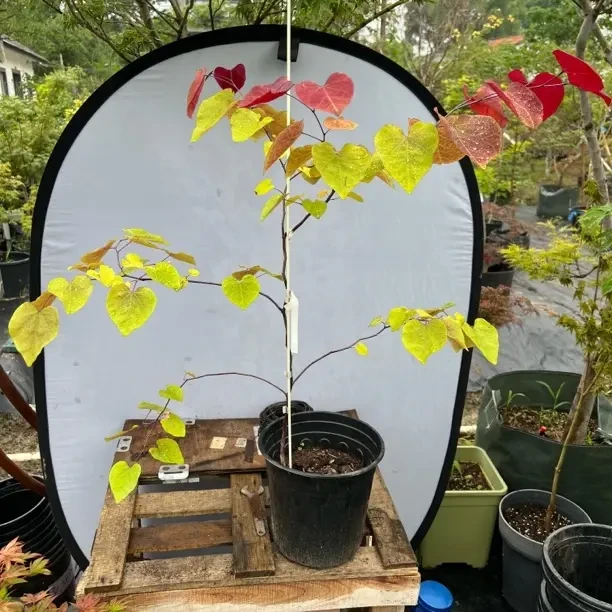 四季可种永恒之火紫荆彩叶植物用于庭院花园种植