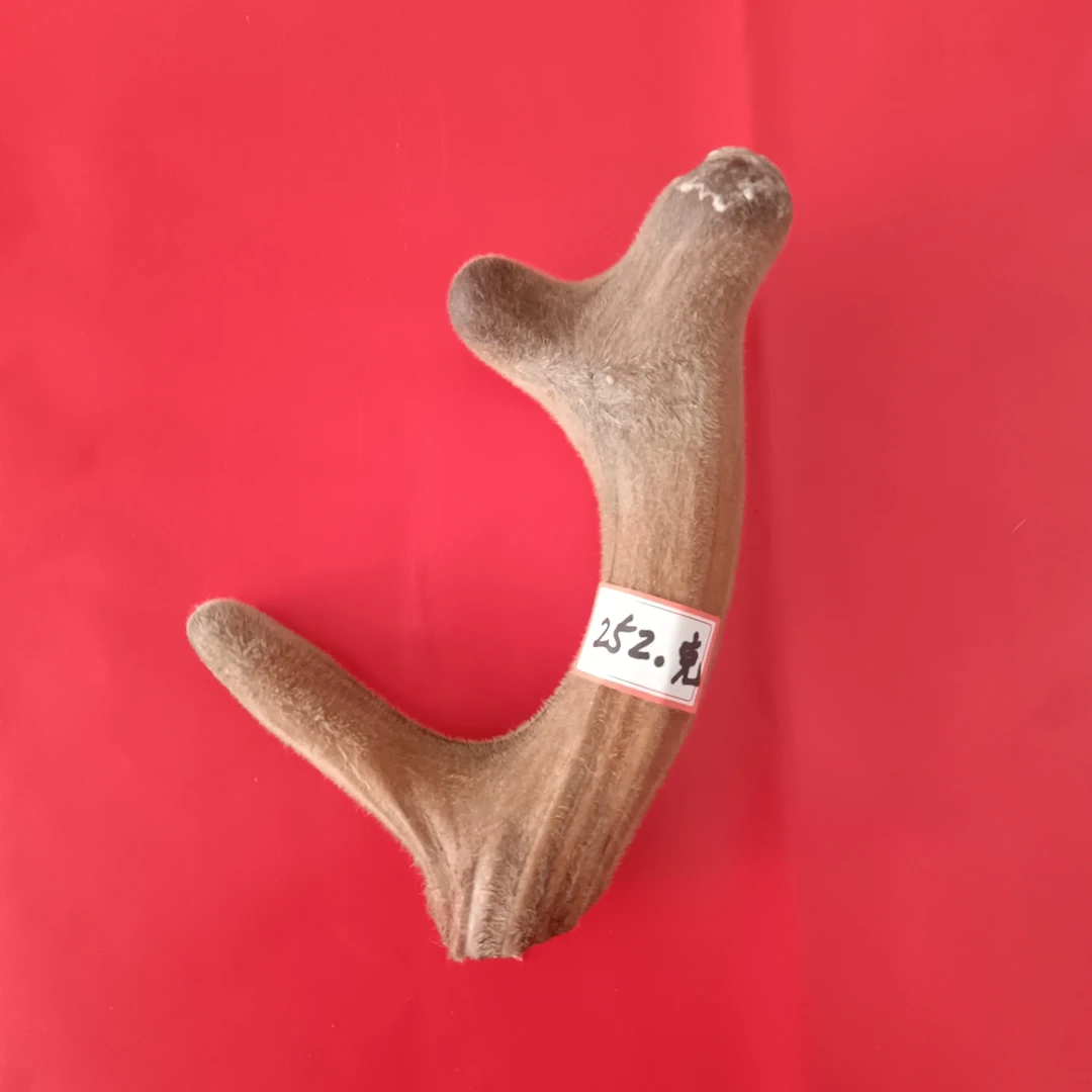 内蒙古大草原梅花鹿，鹿茸可泡洒，煲汤滋补