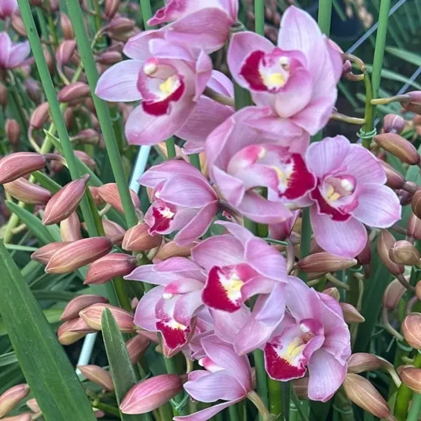 （阿伟家） 1312（小粉蝶）大花惠兰 粉色