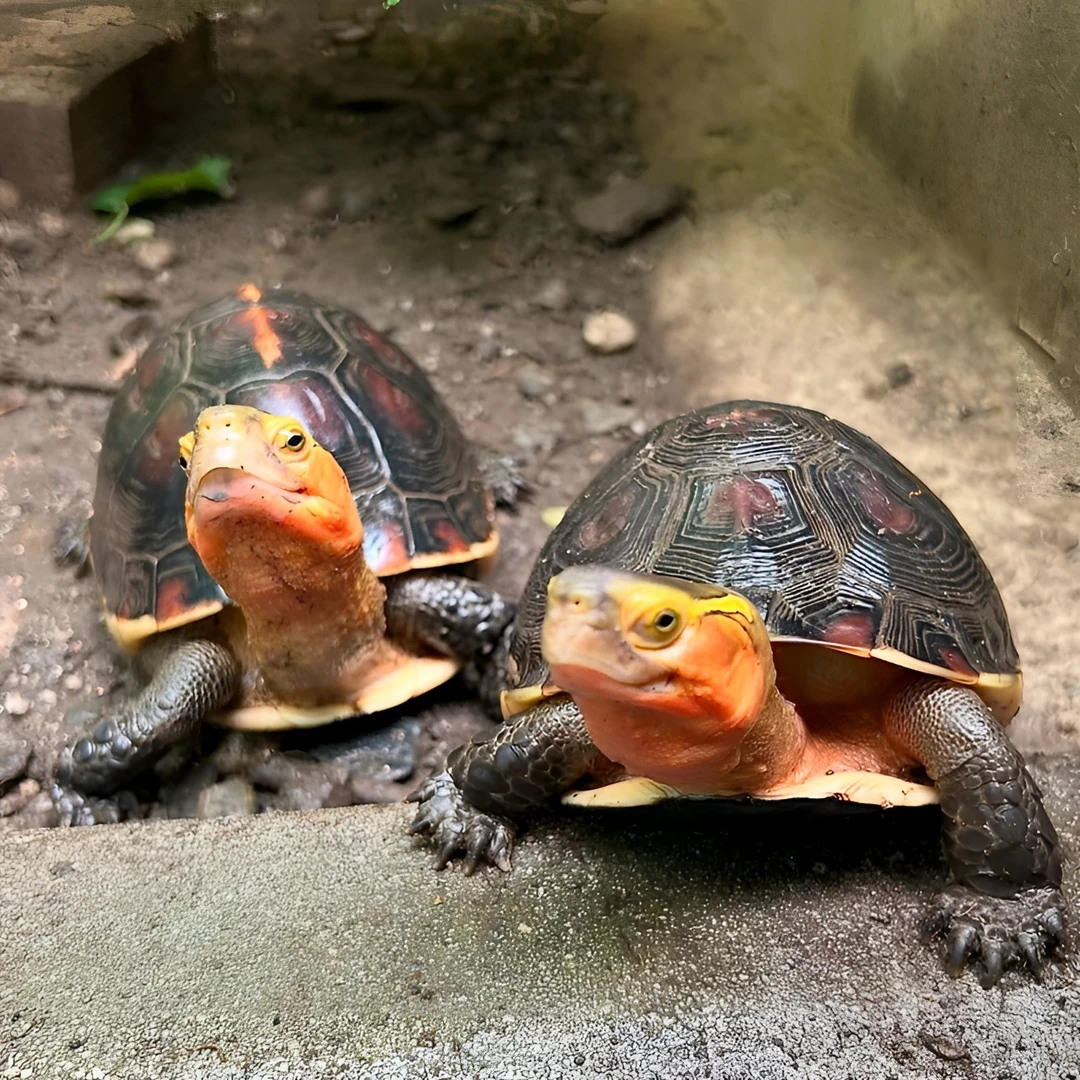 人工饲养宠物龟 直播间一对一挑选 包活包邮