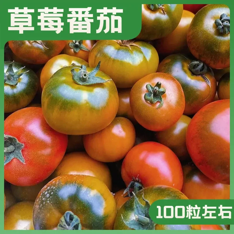 草莓番茄种子甄选水果型超甜小西红柿种籽五彩圣女果种子全国种植