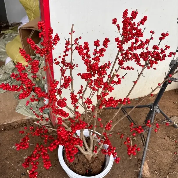 独杆瓜子黄杨树绿植盆栽家居庭院耐寒好养活原盆原土