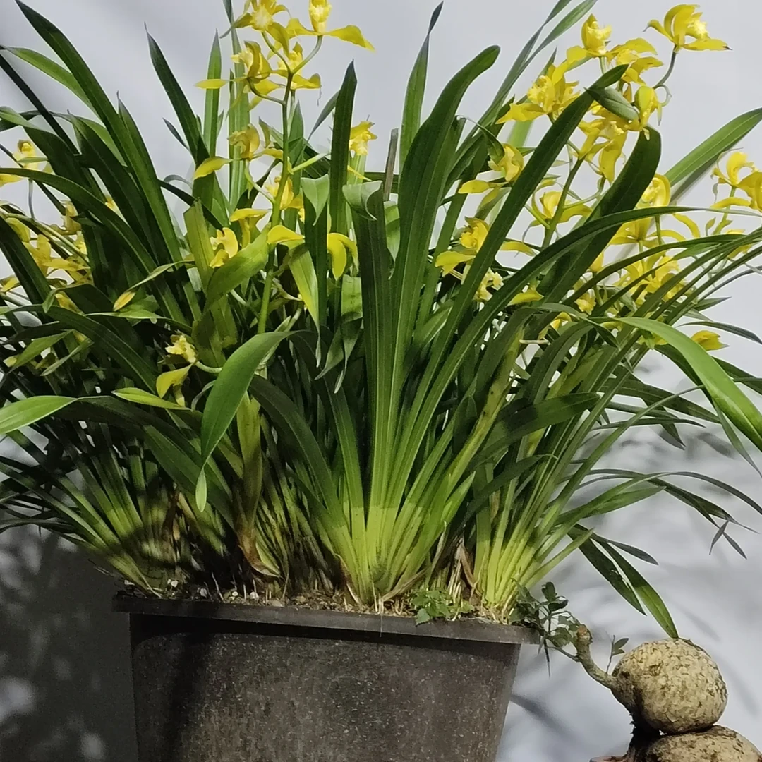 带花剑带花苞虎头兰大黄素浓香型好看又好养