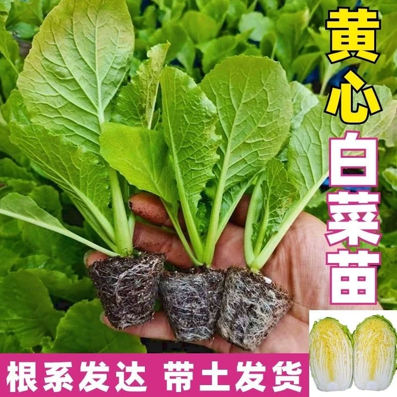 金黄小秋黄心大白菜秧苗绿叶黄心早熟高产单球重2.5~3.2kg耐贮秋