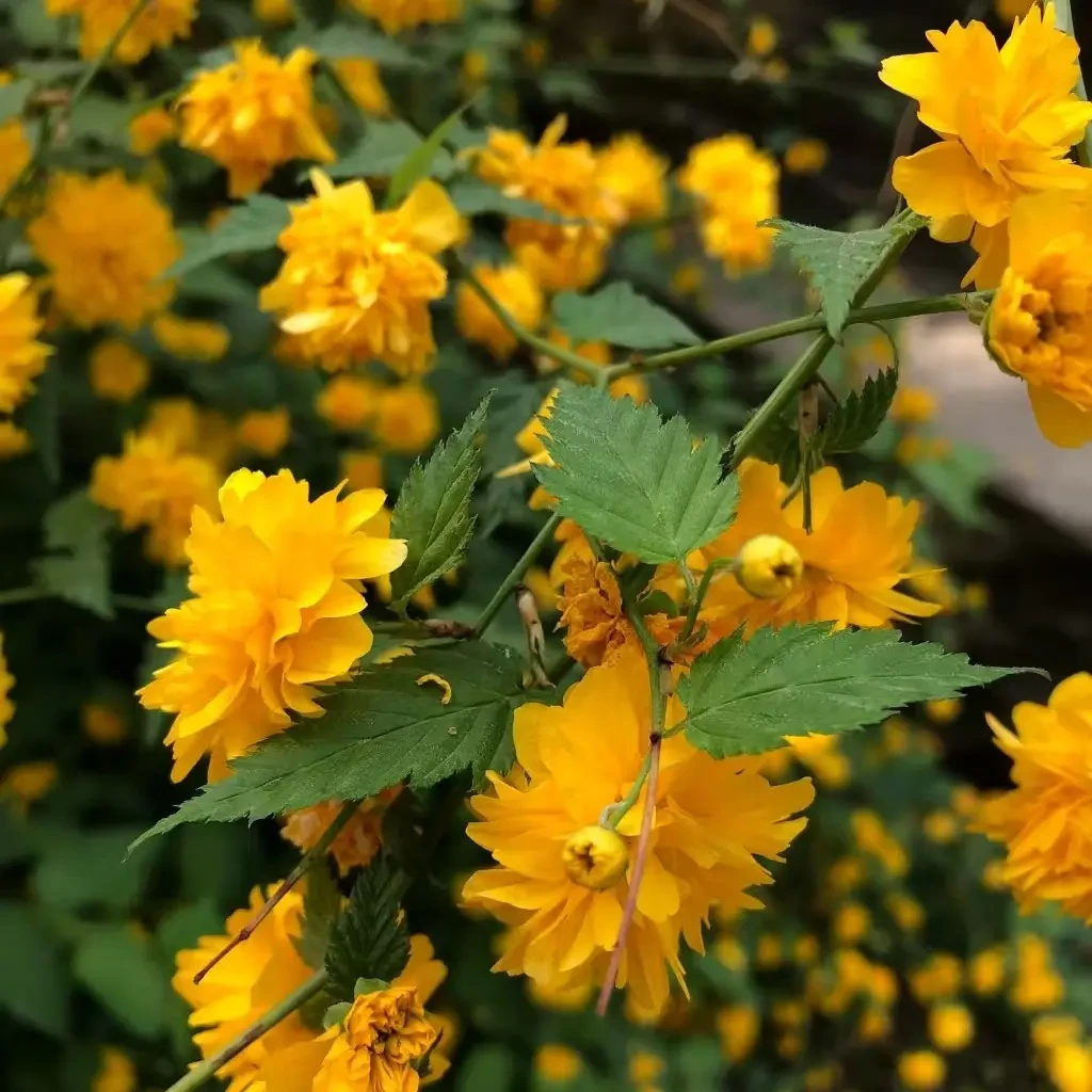 重瓣棣棠花明亮黄色重瓣花卉家居装饰增添活力