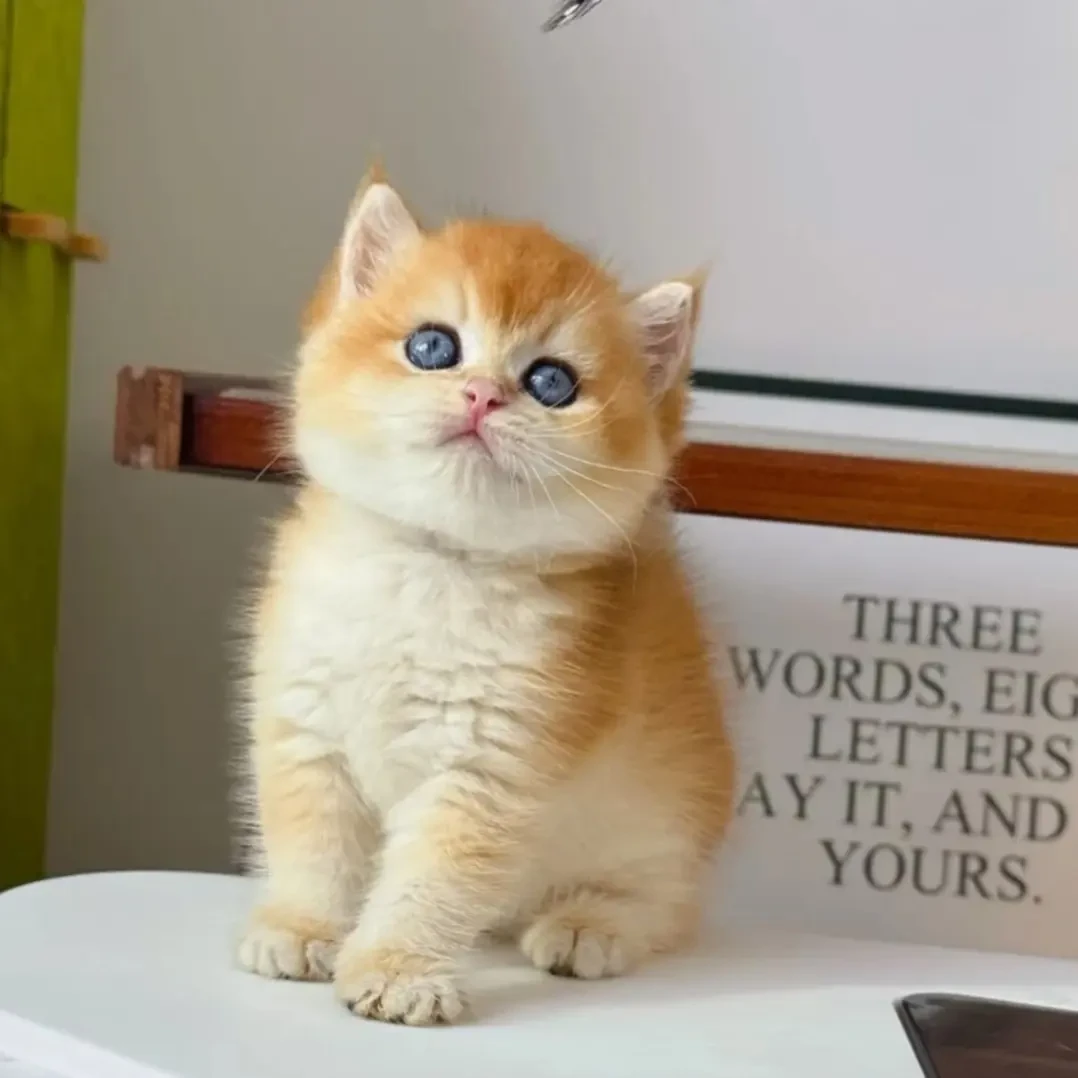 纯种英短金渐层幼猫活体宠物猫链接（找客服挑选）