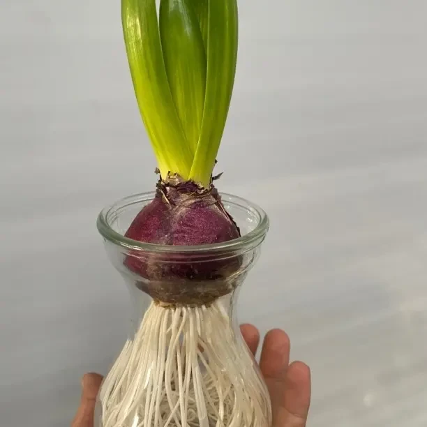 风信子种球水养土培冬季耐寒花卉盆栽室内植物