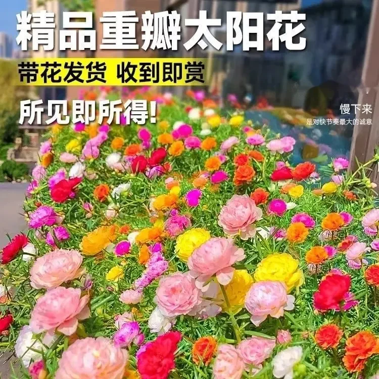 进口重瓣太阳花苗带根盆栽苗混色喜光植物带花苞室内阳台庭院四季
