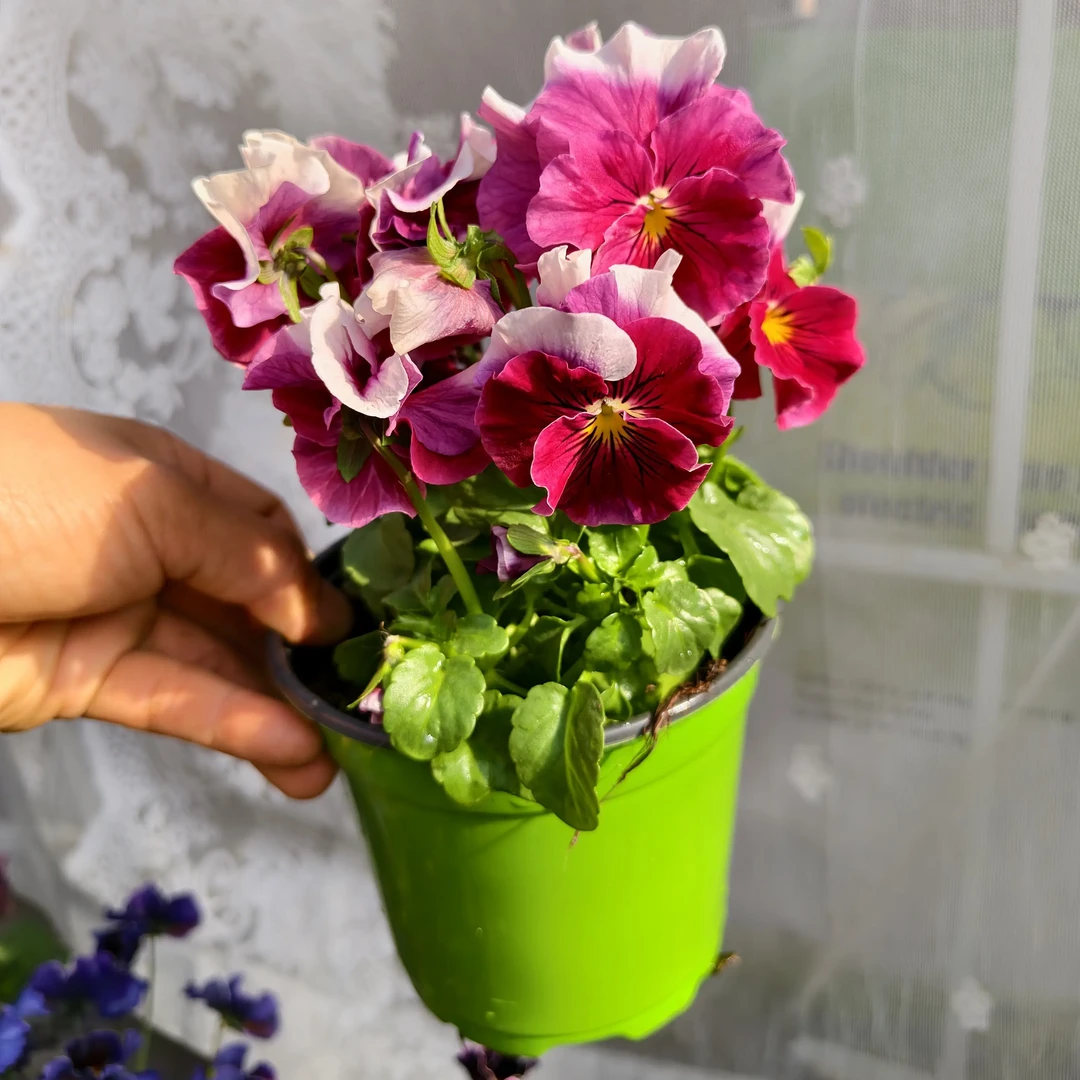 角堇 彩虹浪潮 包邮耐寒花期长适合阳台庭院花卉