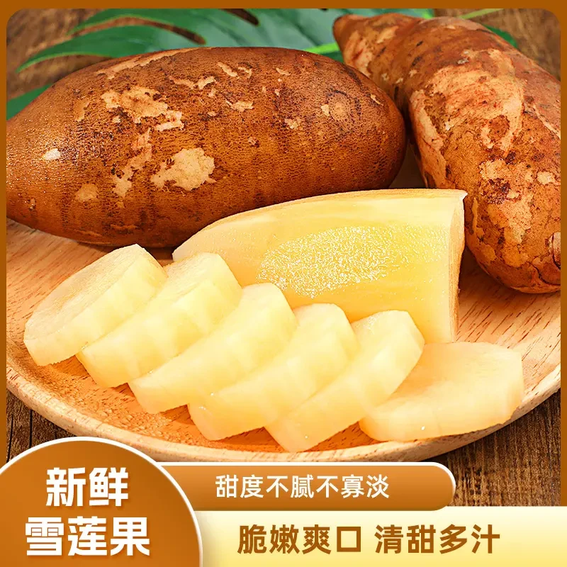 【五斤包邮】云南天山雪莲果脆甜现挖新鲜水果产地直发黄心雪莲果