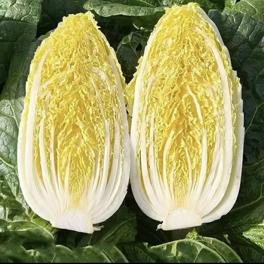 黄心娃娃菜霜打鲜甜脆嫩无筋丝农家露天自种现摘现发