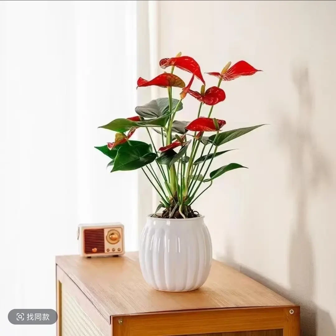 红掌带花盆栽年宵花卉植物室内好养水培一帆风顺ks
