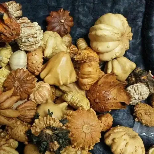 疙瘩葫芦莫西哥葫芦混装