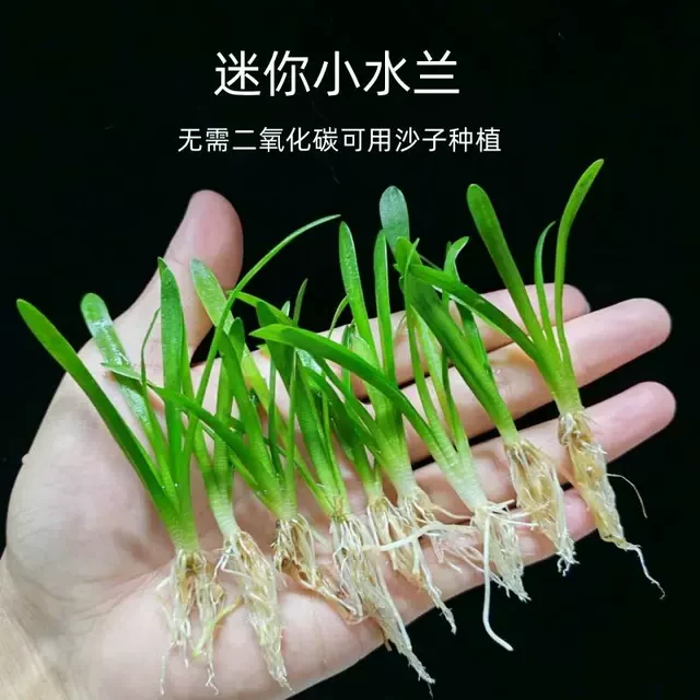 迷你小水兰新手好养前景阴性水草淡水南美溪流古法鱼缸造景装饰草