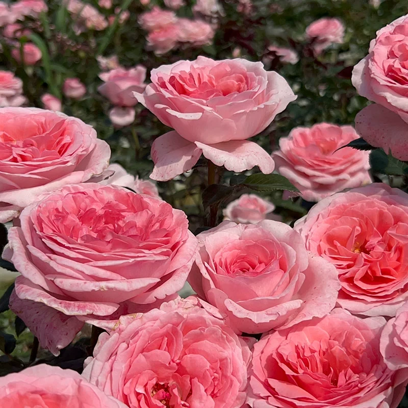 法版花宫娜月季 戴尔巴德 灌木大花浓香 粉色 耐寒 长势强健 抗病