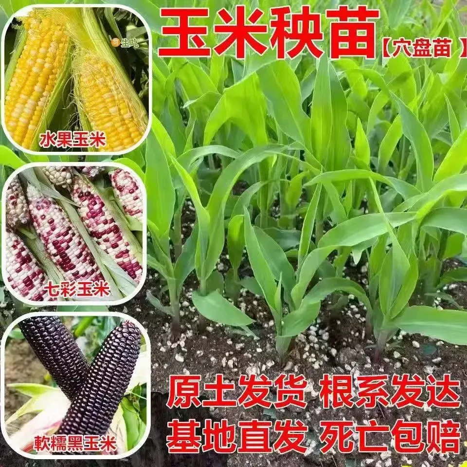 水果玉米秧苗新鲜甜糯玉米苗阳台盆栽甜玉米种孑苗春季种植蔬菜苗