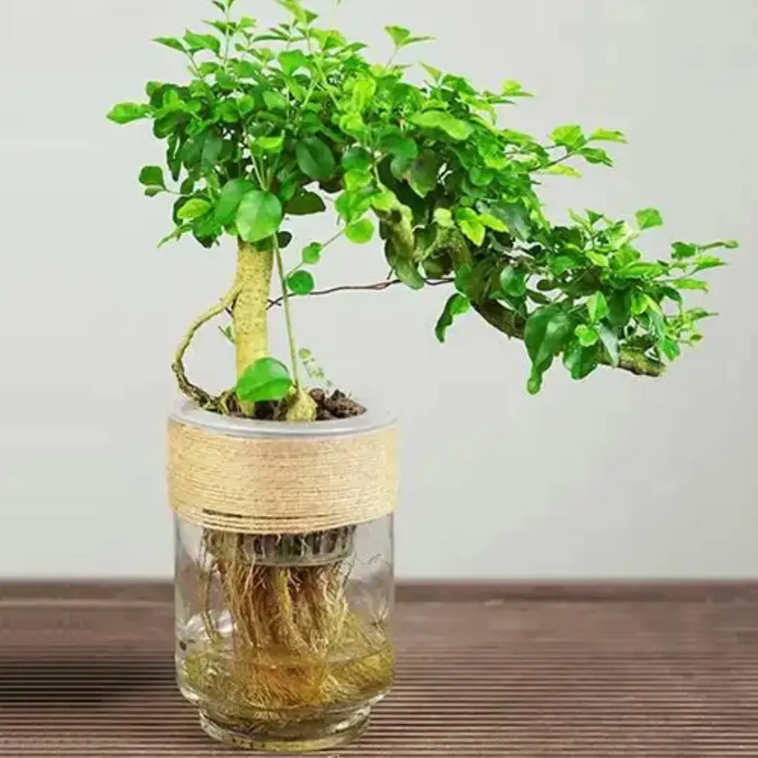 水培小叶树苗提根造型盆景四季常绿办公室桌面绿植盆栽好养