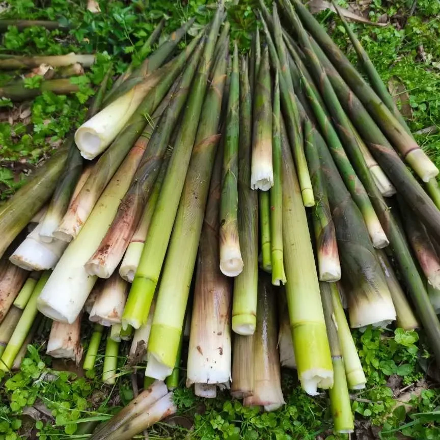 顺丰包邮湖南新鲜带壳小竹笋春笋嫩笋深山野菜现采现发3/5/8斤
