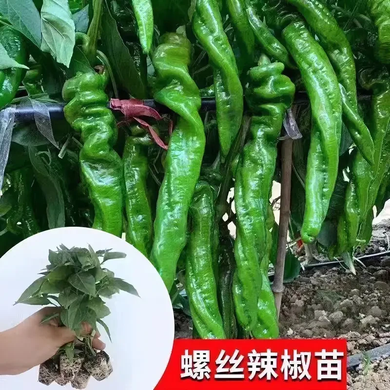 高产大果螺丝辣椒秧苗巨型陇椒种籽膨果快辣味浓春秋四季阳台盆栽