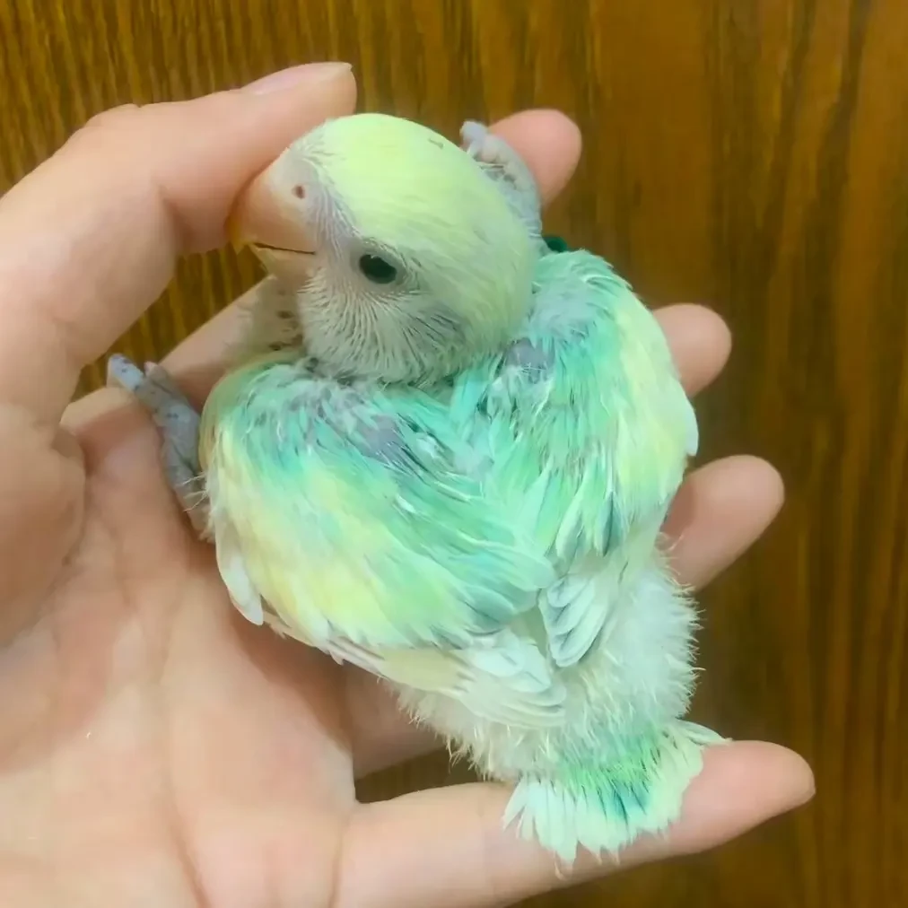（直播链接）手养面类牡丹半毛鹦鹉活体观赏鸟，一物一拍