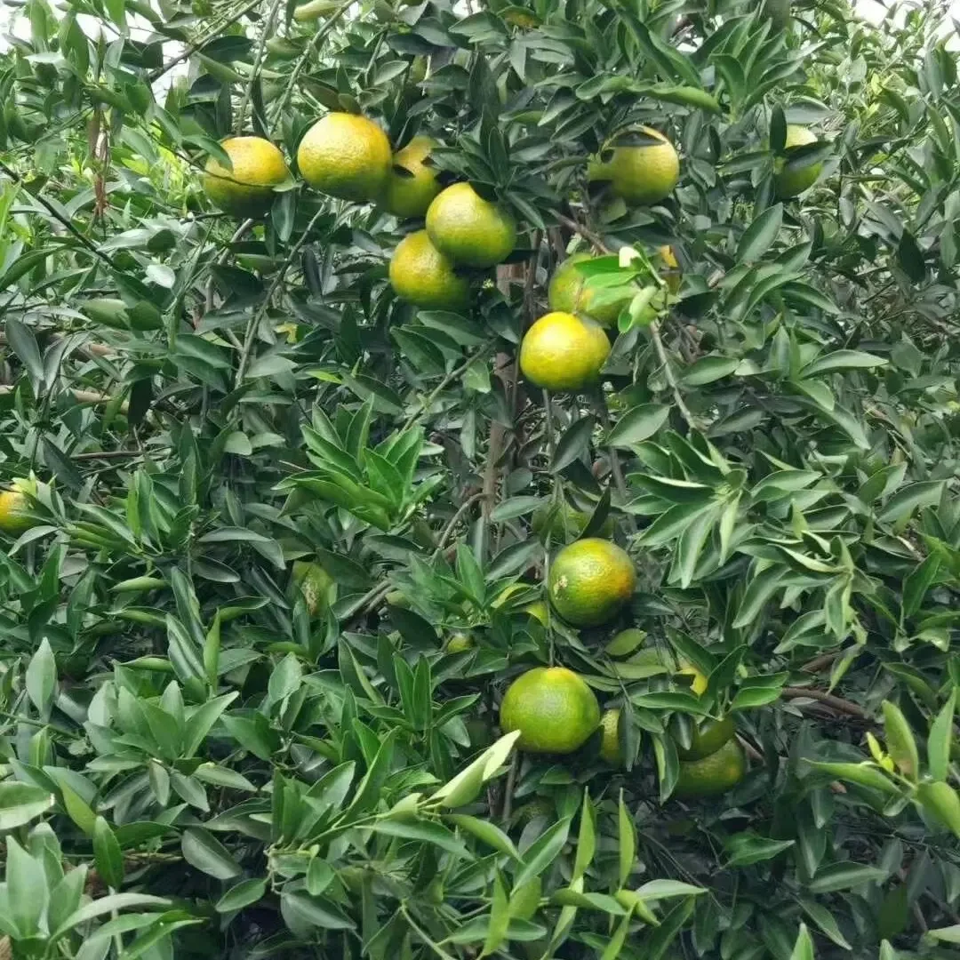 【顶】2025年梅江塞口沙原土生态种植10 年老树二红/大红皮新会陈皮