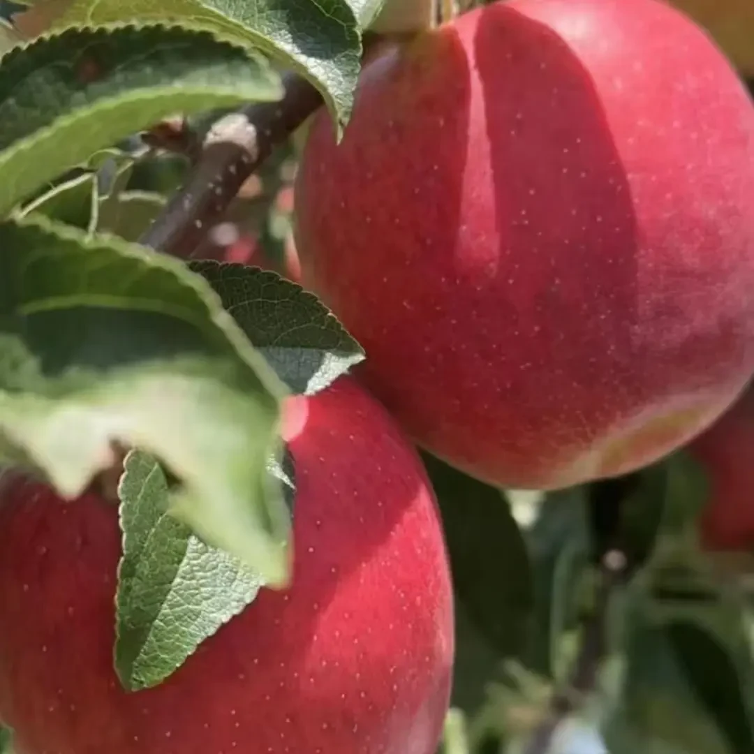 高原生态丑冰糖心云南昭通现摘现发应季昭通苹果袋子云南正宗