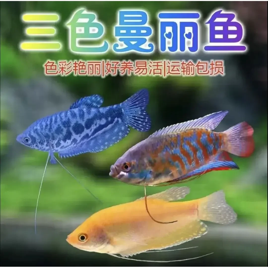 五彩丽丽鱼曼龙鱼冷水鱼小型观赏鱼耐活好养淡水鱼