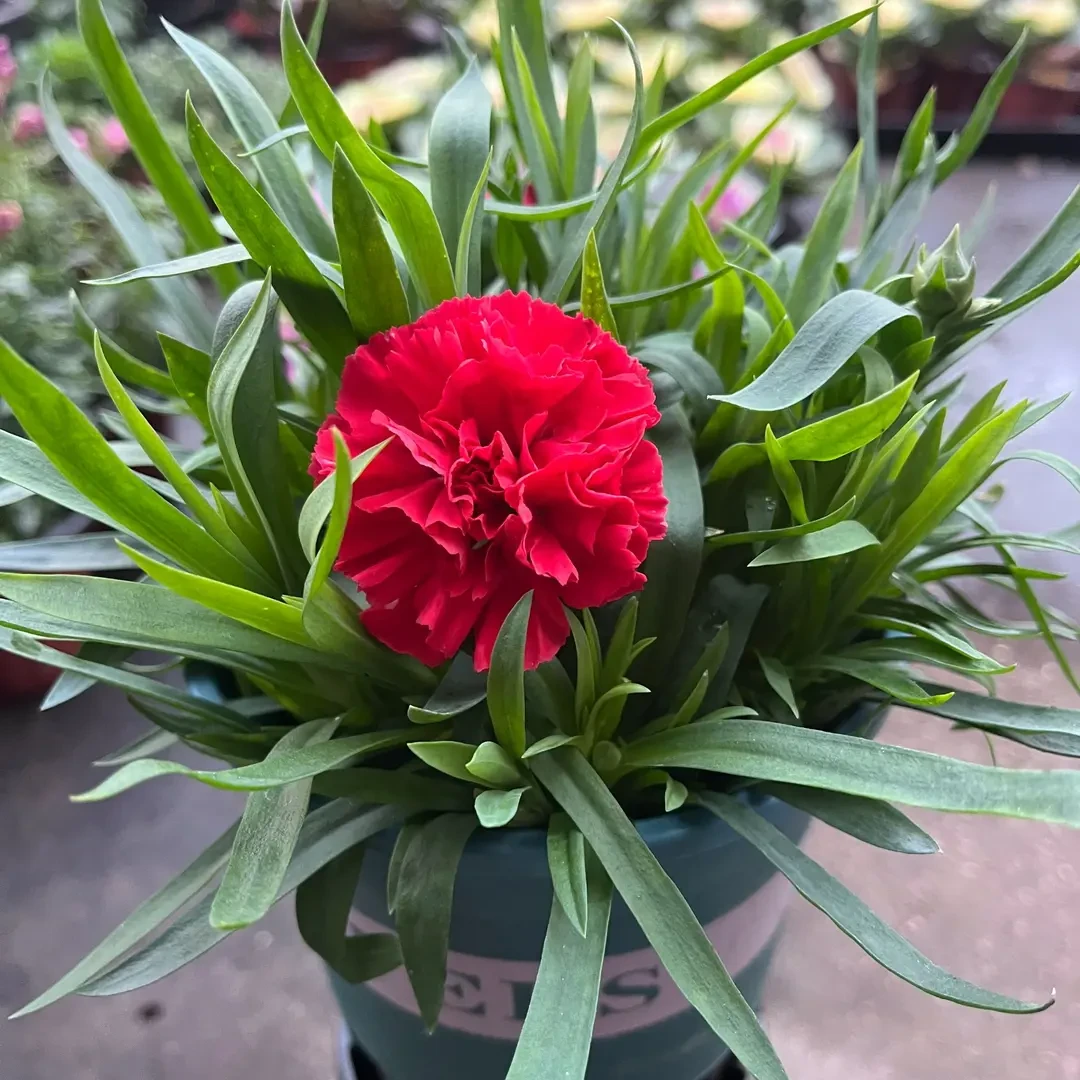 康乃馨盆栽带花苞石竹花绿色四季开花室内阳台种植绿植花卉好养活