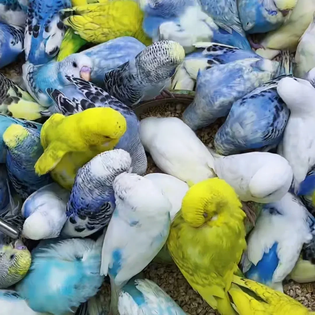 手养大头金彩虎皮鹦鹉活体适合家养的宠物鸟上手亲人粘人会唠嗑