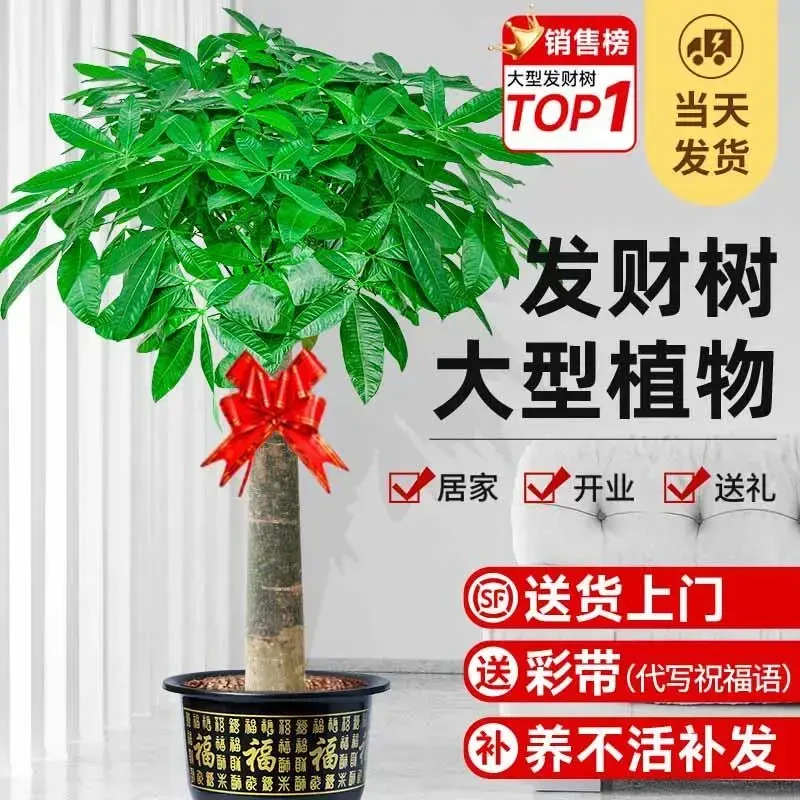 发财树盆栽大棵室内摆客厅大型步步高招财树绿植物办公室乔迁开业