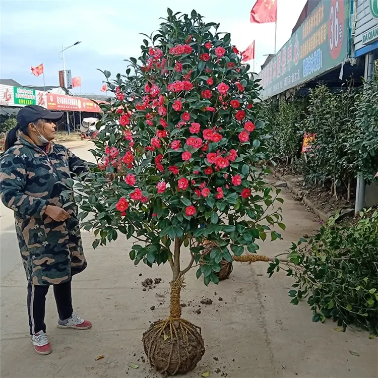 庭院耐寒山茶花冬季四季常青花卉耐冬茶花苗耐寒植物茶花树苗