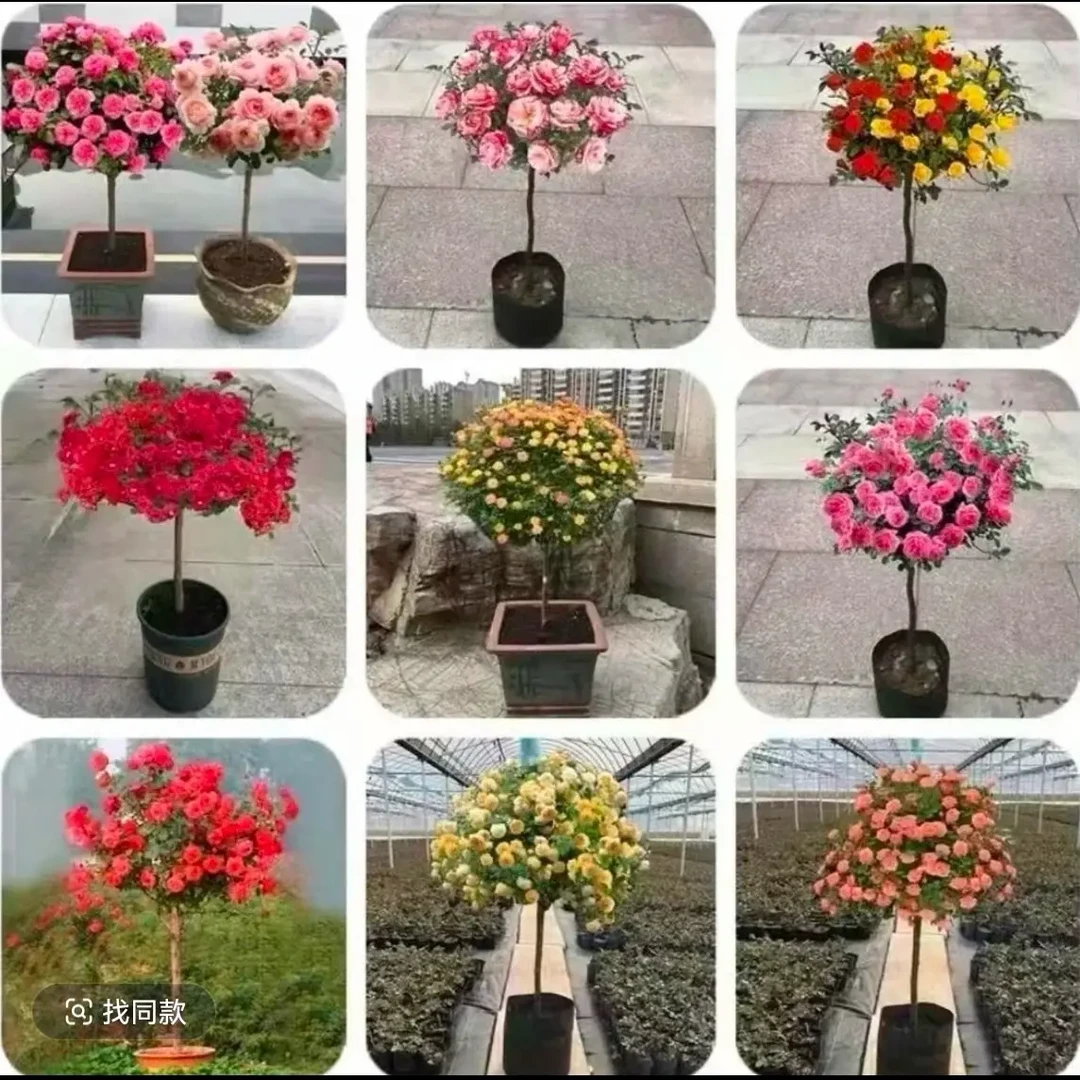 四季开花《棒棒糖月季》大花浓香修剪发货皮实好养庭院阳台地栽