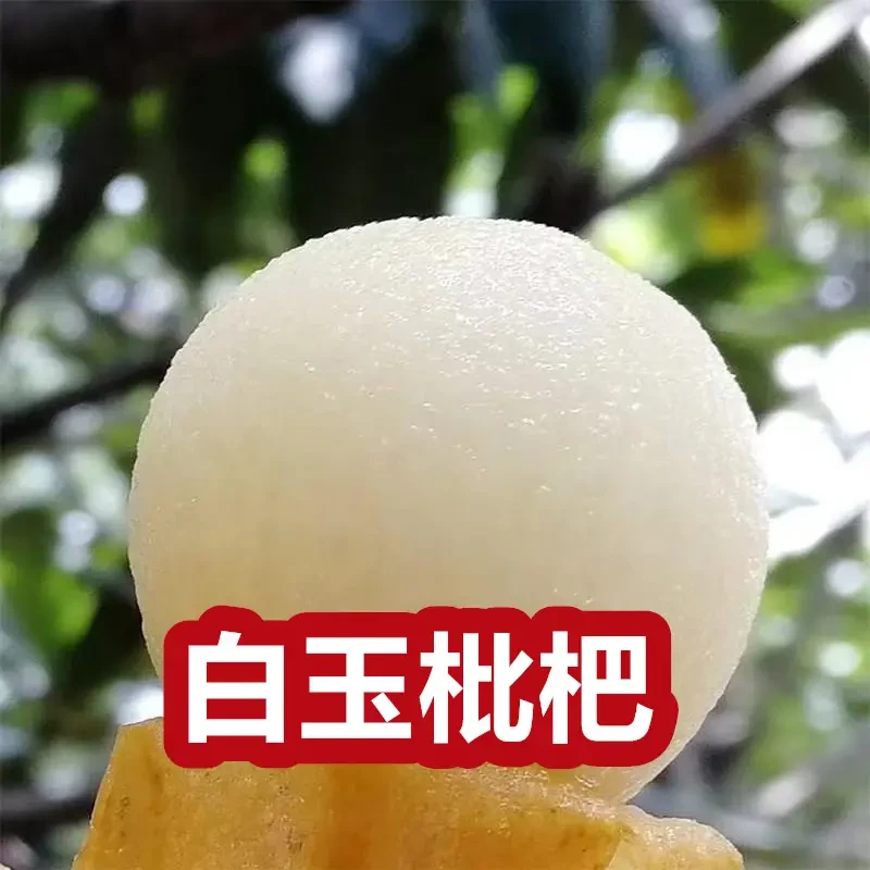 新品无核白玉枇杷超甜耐寒品种盆地栽大果树苗矮化正品嫁接苗果树