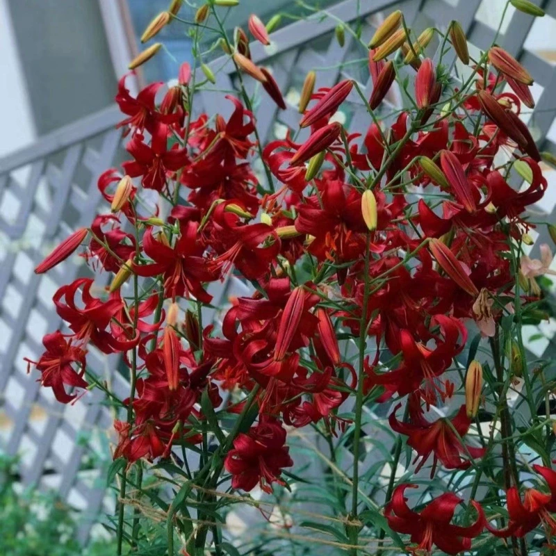 春百合荷兰进口庭院OT/虎皮/林荫百合种球/耐阴耐寒多花苞