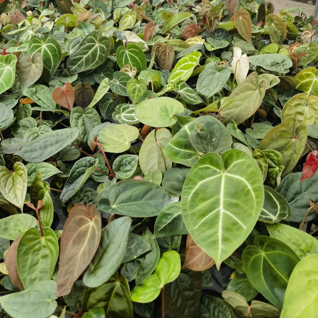 好看好养的室内花烛绿植