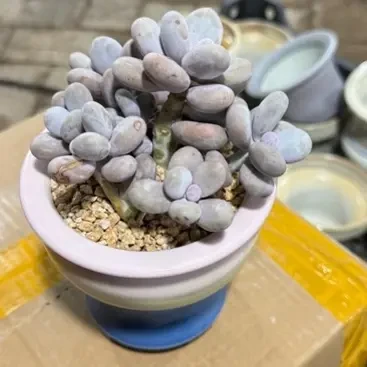 原始奶酪多肉植物室内阳台好养绿植园艺盆栽易活新手多肉带盆发货