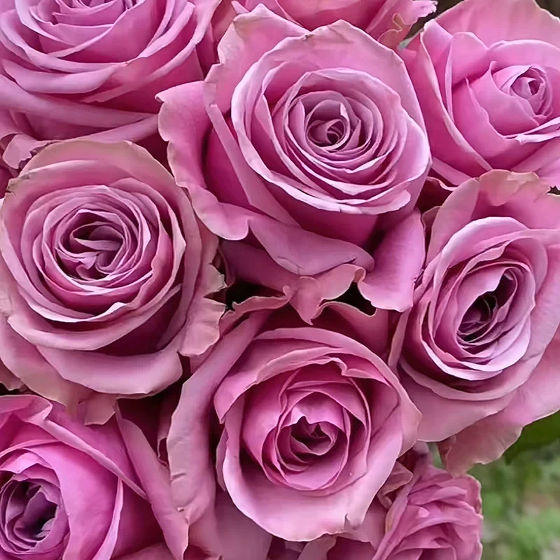 丑闻月季 科德斯 灌木大花 耐开 直立 紫色 勤花 抗病 多季开花