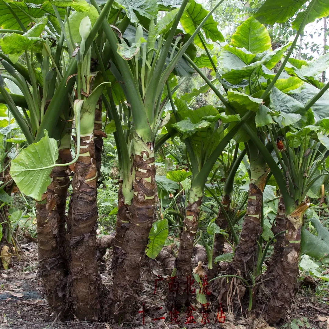 滴水观音盆栽霸王芋室内吸醛庭院植物老桩造型室内吸甲醛懒人盆栽