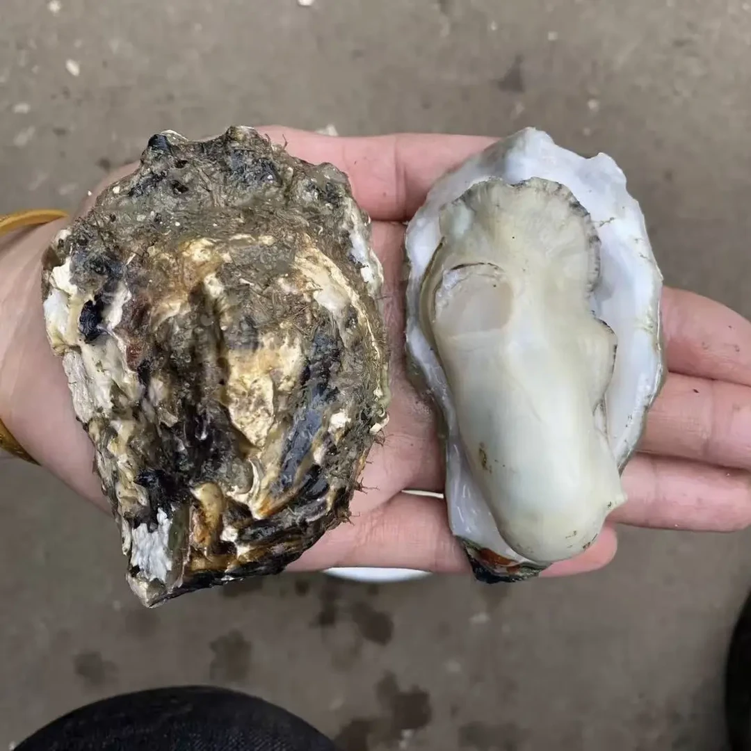 （小庄推荐）新鲜正宗日照生蚝买五斤送五斤鲜活可刺身火锅蒸煮