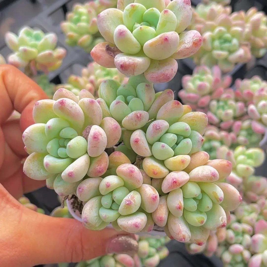 香香小劳尔精控好看易养活多肉植物