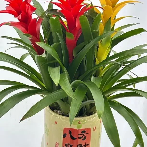 鸿运当头盆栽带花红星凤梨室内客厅好养四季开花绿植花卉盆景