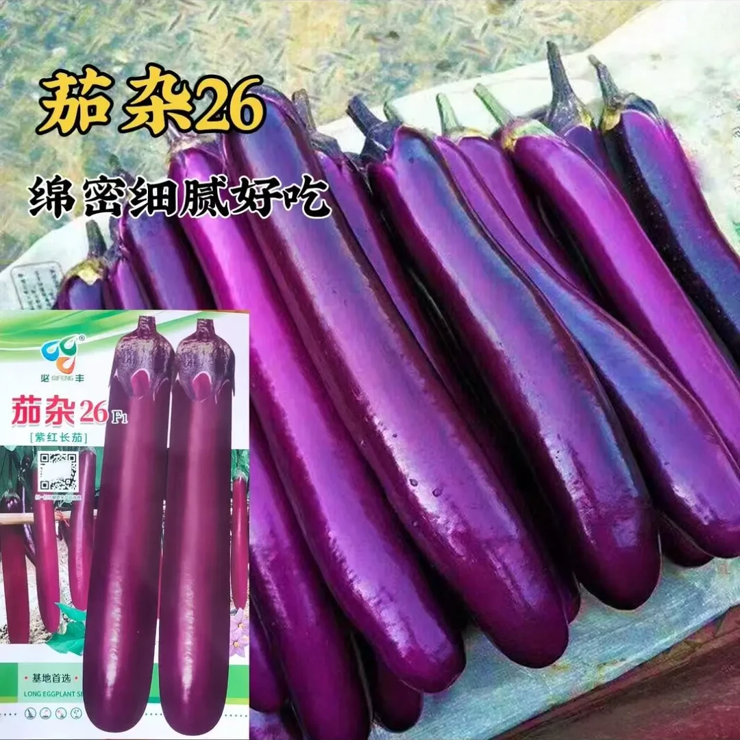 紫红长茄子种子中早熟皮亮圆尾高温不易变色耐储运