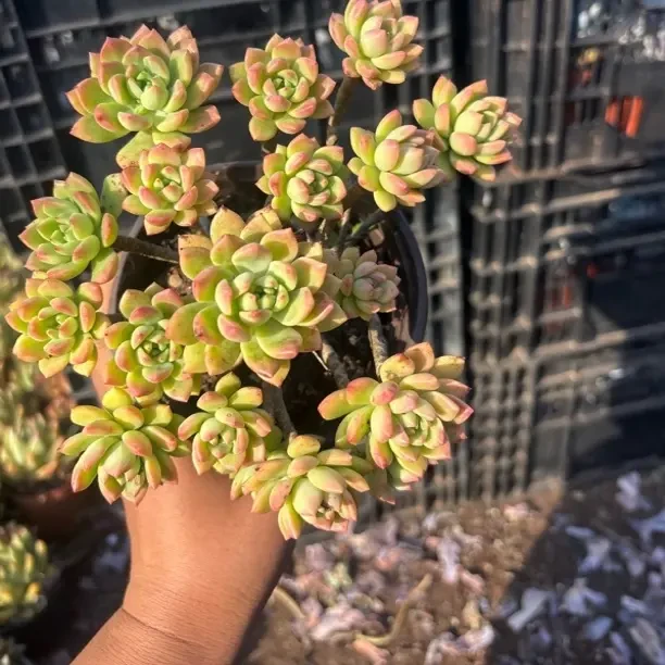 马库斯 多肉植物带盆带土好养新手适用（全店满9.9包邮）