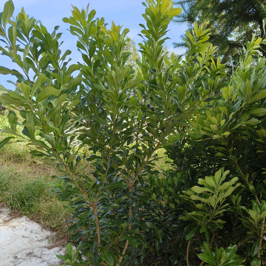 精品嫁接水晶白杨梅苗黑炭东魁杨梅盆栽易种好打理发货不含土