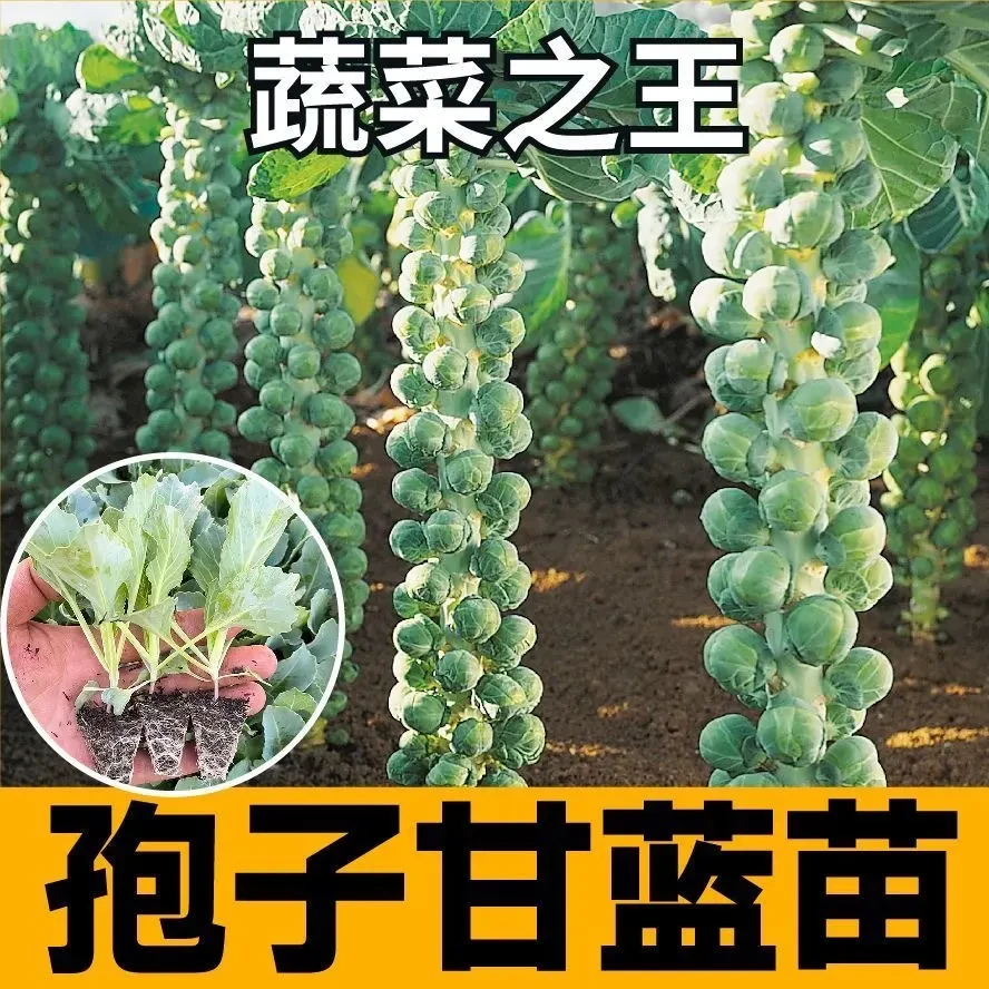 蔬菜之王孢子甘蓝苗秧带土营养丰富耐寒抱子迷你甘蓝种子四季盆栽