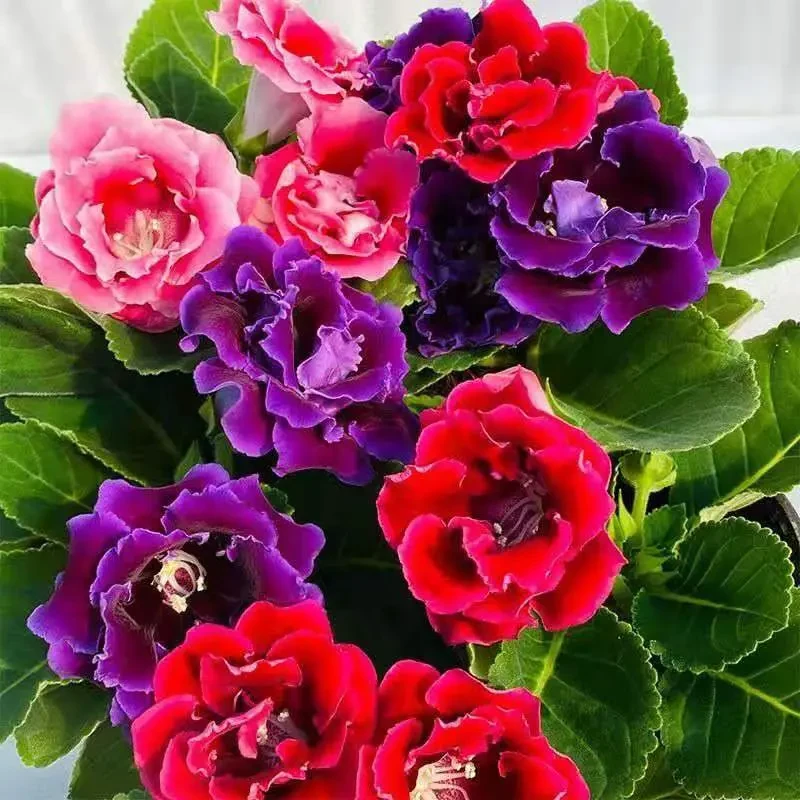 重瓣大岩桐花苗阳台客厅室内观赏盆栽四季开花基地金钻绿千层金